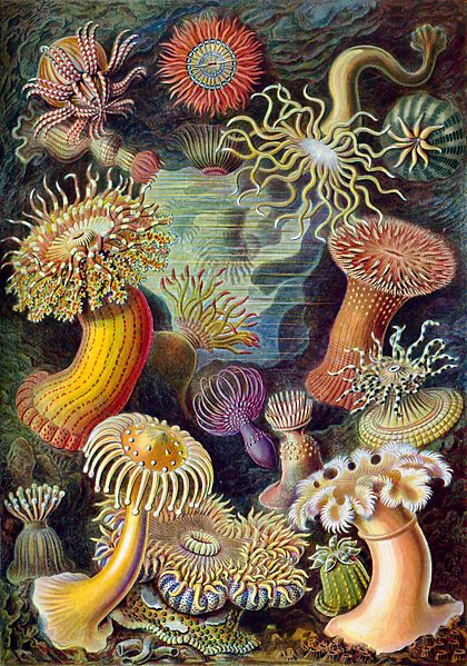 ProfSirera's tweet photo. Ernst Haeckel made great contributions in the field of biology and his legacy as scientific illustrator is extraordinary. His master work "Art forms of Nature" influenced not only in science, but in the art, design and architecture of the early 20th century. Here, some sea anemones classified as Actiniae.