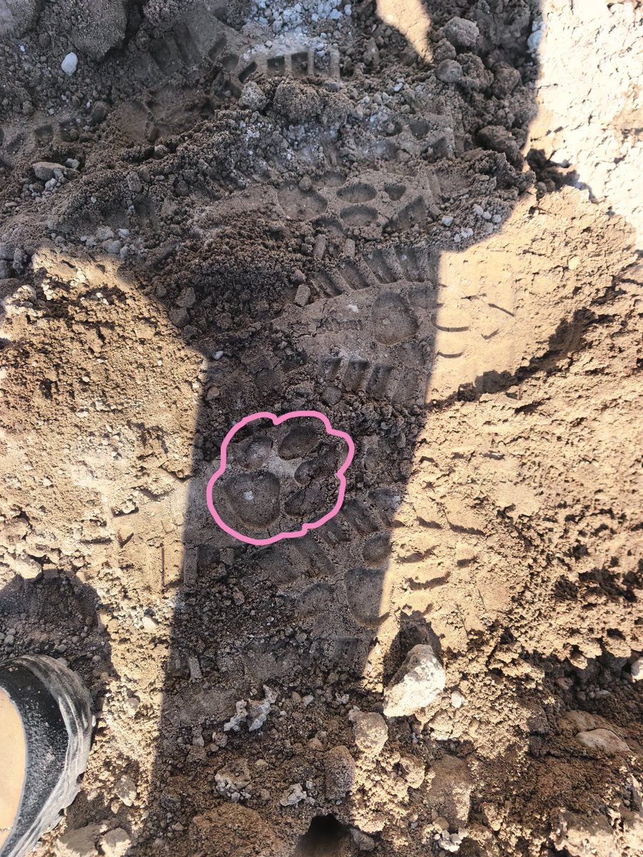 PoletteSusan's tweet photo. Sin duda de las mejores botas de trabajo son las Bobcat.

Hasta dejan huellitas de gato que cute🐾 https://t.co/40Yl5vu6Q0