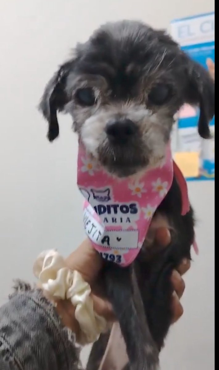 Gatánica tweet media