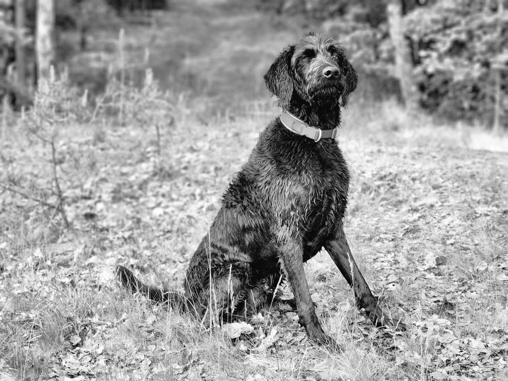 LabradoodleKeks's tweet photo. @knochenhort Gute Reise 🖤🖤🖤
#EhrenspalierfürNio https://t.co/6oG5p9902o