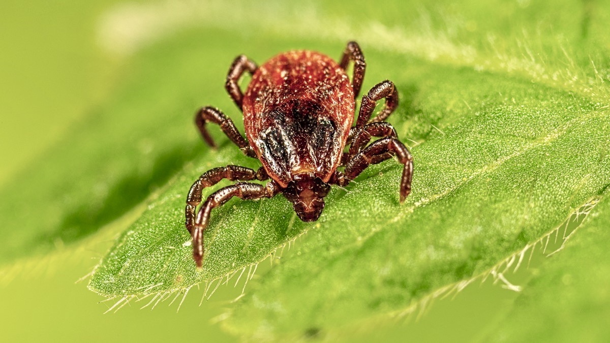 SandyPost's tweet photo. Be wary while out on hikes this summer. There has been an increase in tick sightings over the last decade, especially on Powell Butte. The bugs like to wait in tall grass near woods to latch onto dogs or humans.
Story: https://t.co/BNiptM5BhP https://t.co/XxydaryXiC