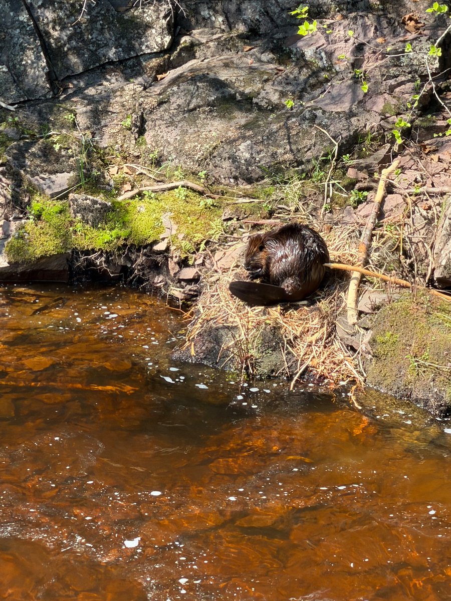 jramals's tweet photo. Beaver sighting in Kettle River https://t.co/PT8HjE1YeR