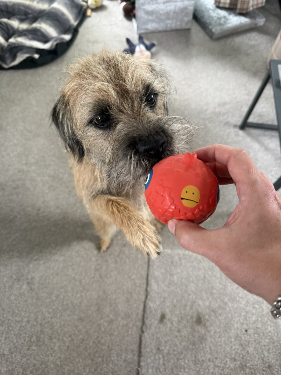 MacBark's tweet photo. All a pup wants for his 5th birthday is a squeaky plastic ball 😊 https://t.co/JCQ2omhrln