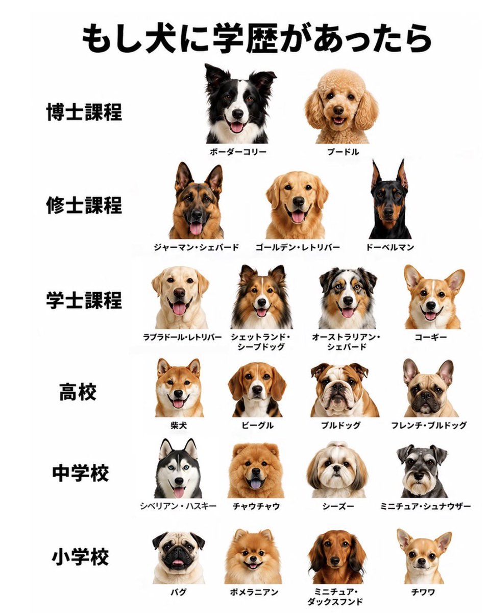 たぶん犬＊てちメト tweet media