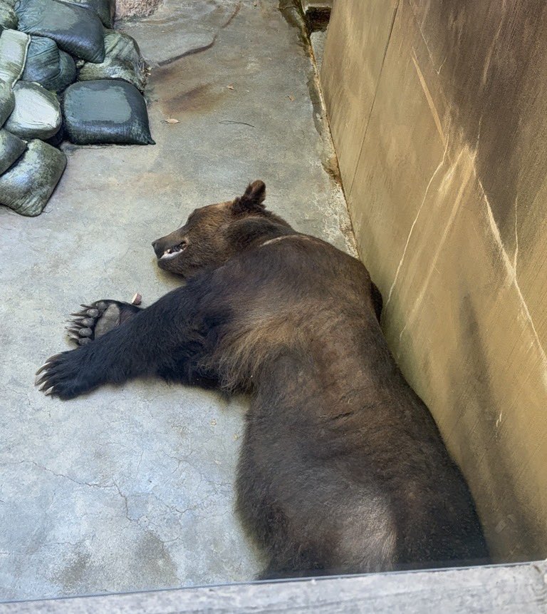 なかよしクマちゃんねる tweet media
