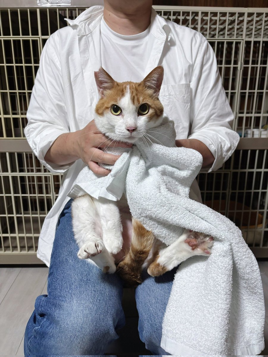 nekokatsu_1's tweet photo. ２０２６年５月２５日　川口市飼育放棄成猫１頭保護

独り暮らしのもの静かな女性。統合失調症が悪化して、猫の世話が難しくなってきた。貯金も尽きてきて、近々生活保護になる予定。

猫のことが精神的に重荷になり、猫を殺してしまおうか、いっそ自分が死ねば猫のことを考えないで済むから楽になるかと考えるようになってしまった。

保健所を進められそうで、猫のことをケースワーカーに相談することはできない。

保護してもらえないか？

猫を大事にしていたことが渡されたものからも分かり、悲しい事案。

日々、保護やレスキューが続いています。

みなさまの応援で活動ができています。
よろしければ、ご支援をお願い致しますm(_ _)m

ＧＭＯあおぞらネット銀行
法人第二営業部
普通 2237197
ＮＰＯ法人ねこかつ

#終生飼育