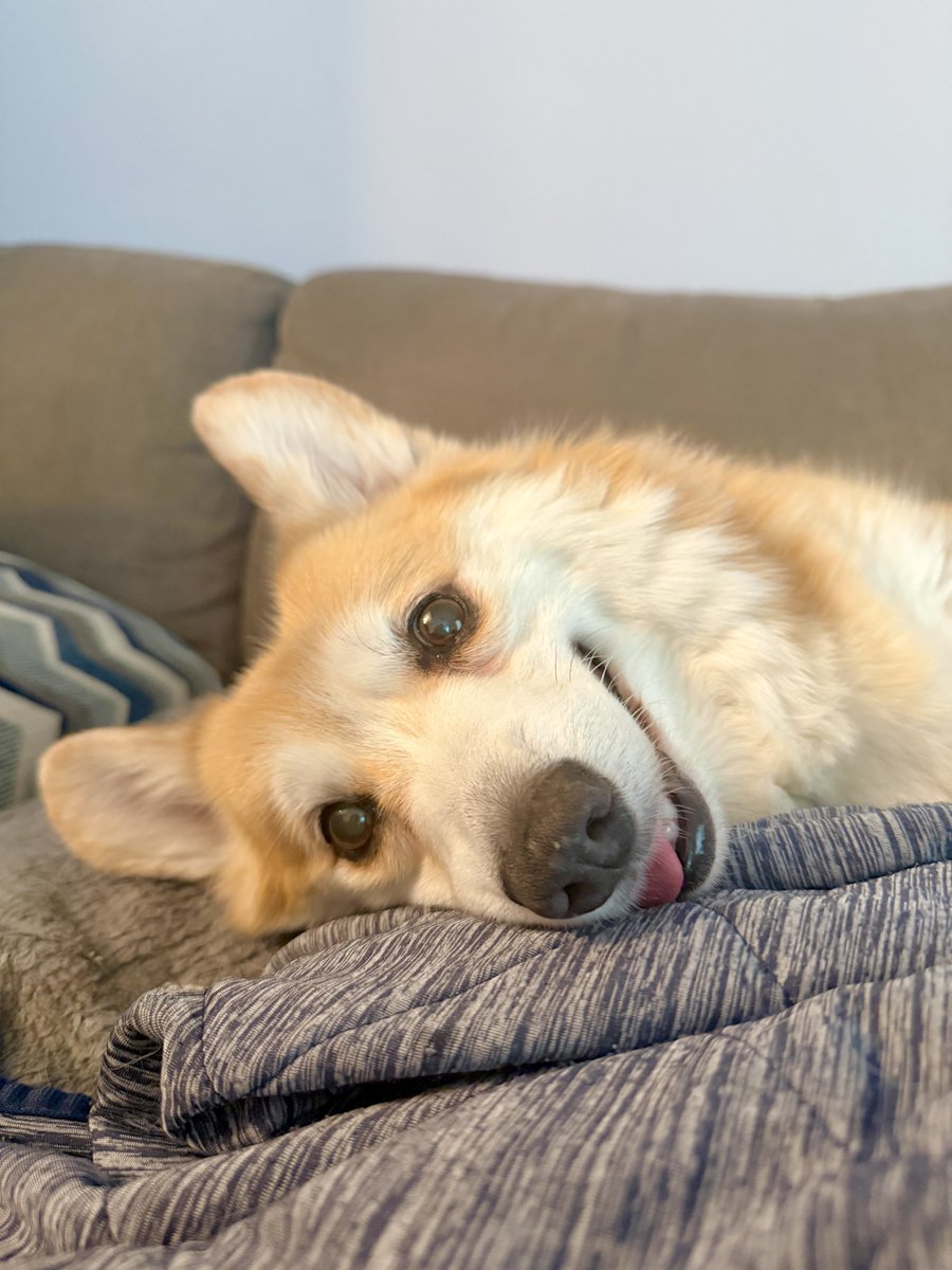 Lilo the Welsh Corgi tweet media