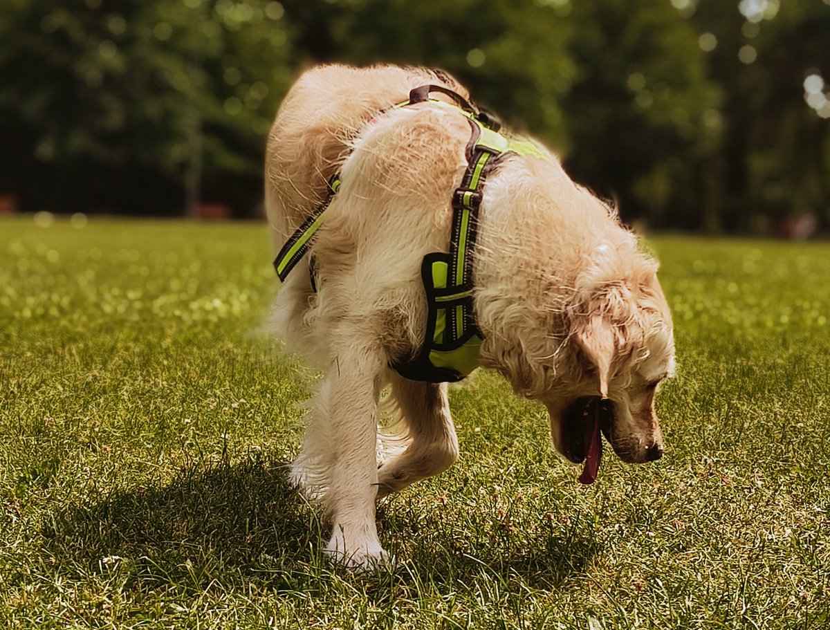 MMikrosko's tweet photo. Filtr Lata '90 - wrociłabym❤️
#photography #weekendvibes #dogsoftwitter #photo https://t.co/TBcMjMchvg