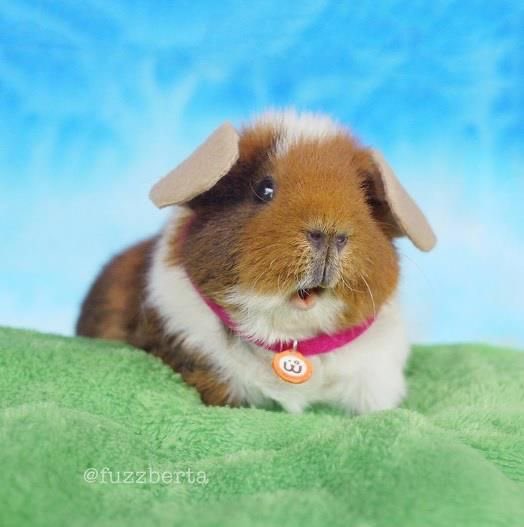 dailyguineapig's tweet photo. Stop assuming that you will fail, when your story has only shown rescilience. You've surprised yourself. You'll do it again. https://t.co/BmGn7cNIWX