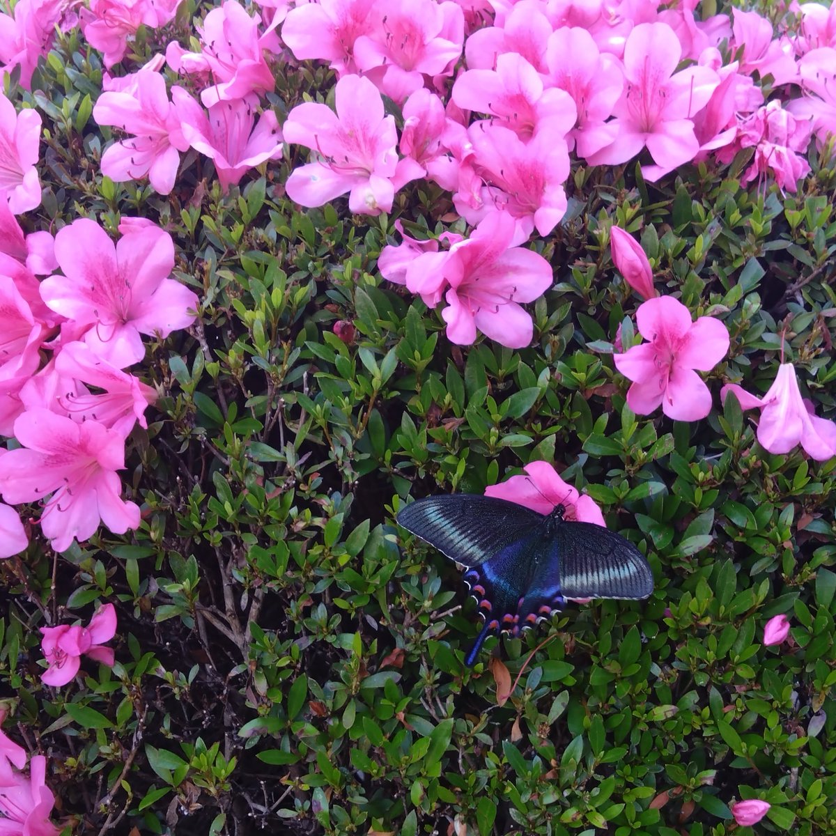 moca_386's tweet photo. 実家の庭のさつきに蝶々が🦋𓂃 𓈒𓏸

退院して5ヶ月ぶりに帰宅した母を、一緒に迎えてくれたのかな🌸 https://t.co/lwdLFgUtW0