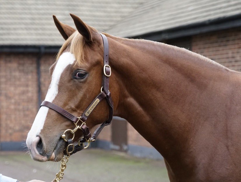 BlueDiamondStd's tweet photo. ‘You could see her in black-type company - she’s a filly with a future’

Blue Diamond Stud-bred WHAT ABOUT US, a @AgaKhanStuds Siyouni filly from our Majestic Sakeena family sold by us @Goffs1866 Orby, impressed for Joseph O’Brien at Down Royal.

Read more https://t.co/sl1QzvziQT https://t.co/epW1D8D50O