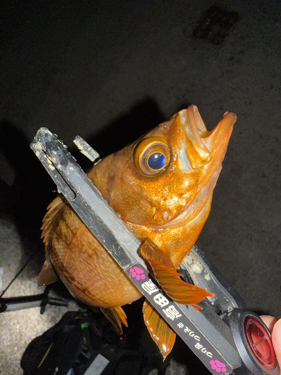 Next_Season's tweet photo. #今日の小魚 https://t.co/ISSmN5YW1K
