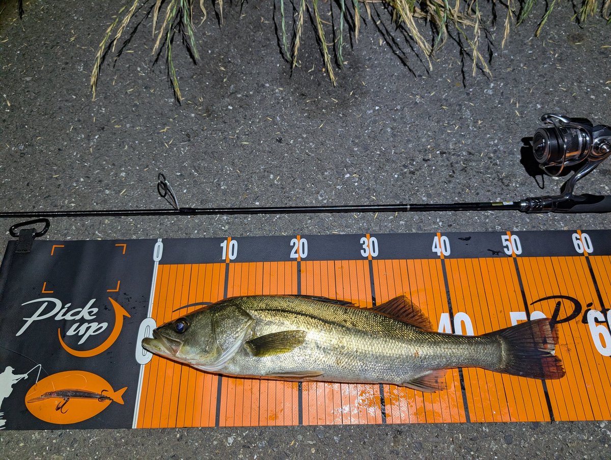 Canarynaa's tweet photo. 釣行時間帯は選べないので
やれる時間に魚を拾わないと💦
なんとか2バイト2キャッチ
壊れたワスプを昼間、修理して良かった
小場所だけにルアーローテーションは
1キャストでチェンジしてます
#PICKUP
#PR
#ワスプスラローム68s『オレカラ』
#ダブルクラッチ75sp『オレカラ』
#ファイナルウィップ96 https://t.co/BDlT3VuAq4