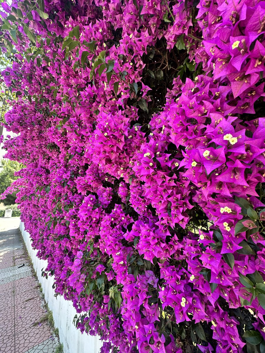 ulthredo's tweet photo. On yüz bin milyon çiçekçik 

#begonvil 🌺 https://t.co/obkS6UhIYx
