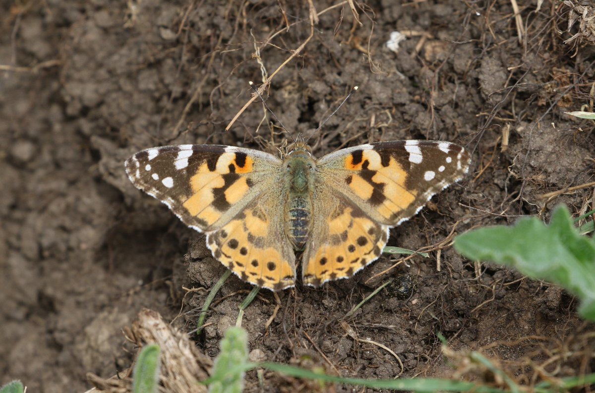 AdamWilliams_82's tweet photo. Plenty of Butterflies on Cleadon hills this afternoon mostly Painted ladies. https://t.co/LRhs8YzTLL