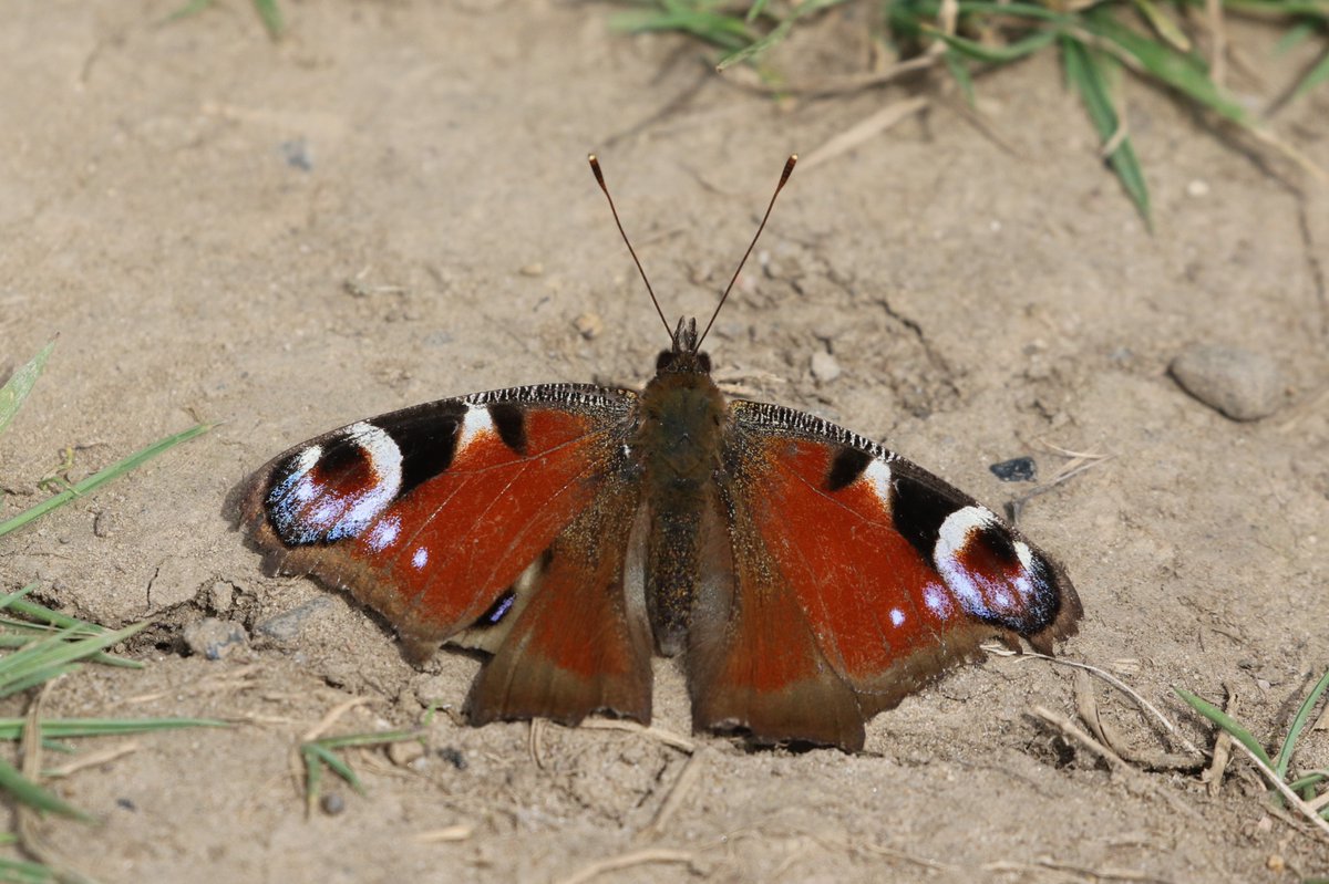 AdamWilliams_82's tweet photo. Plenty of Butterflies on Cleadon hills this afternoon mostly Painted ladies. https://t.co/LRhs8YzTLL