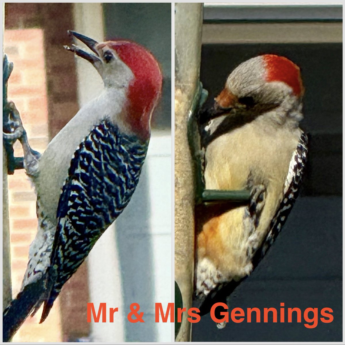 GShack49's tweet photo. @jack_sperry Hey Jack! We have a par of red-bellied woodpeckers at our feeders.  I named him Gennings Pecker, but my wife said that wasn’t close enough to Dunker!  So we call them Mr &amp; Mrs Gennings! 🤣 https://t.co/KBc4lesEo7