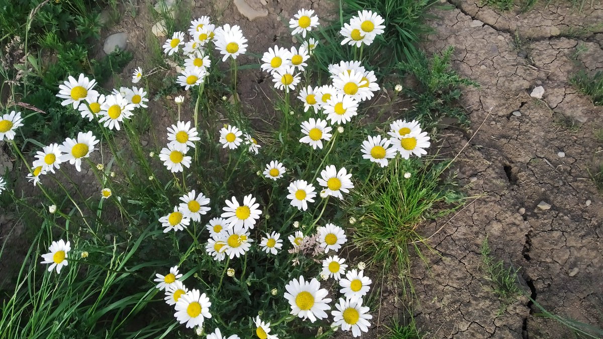 SSufyr's tweet photo. #квіти дикі #flowers https://t.co/nsuBVdl88I
