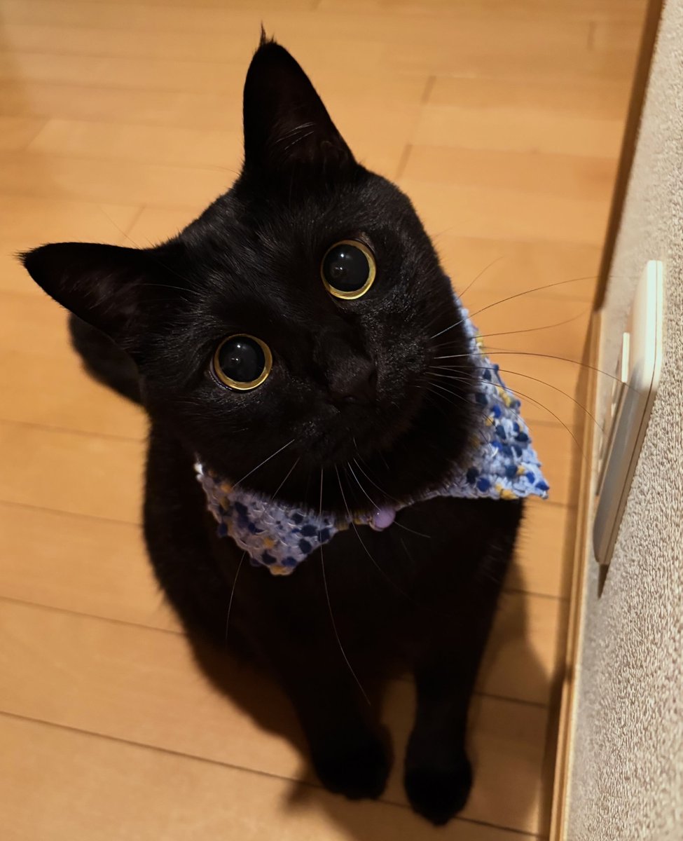 uni_kuroneko's tweet photo. 毎日かわいい。

＃黒猫 https://t.co/UJToGTH1ae