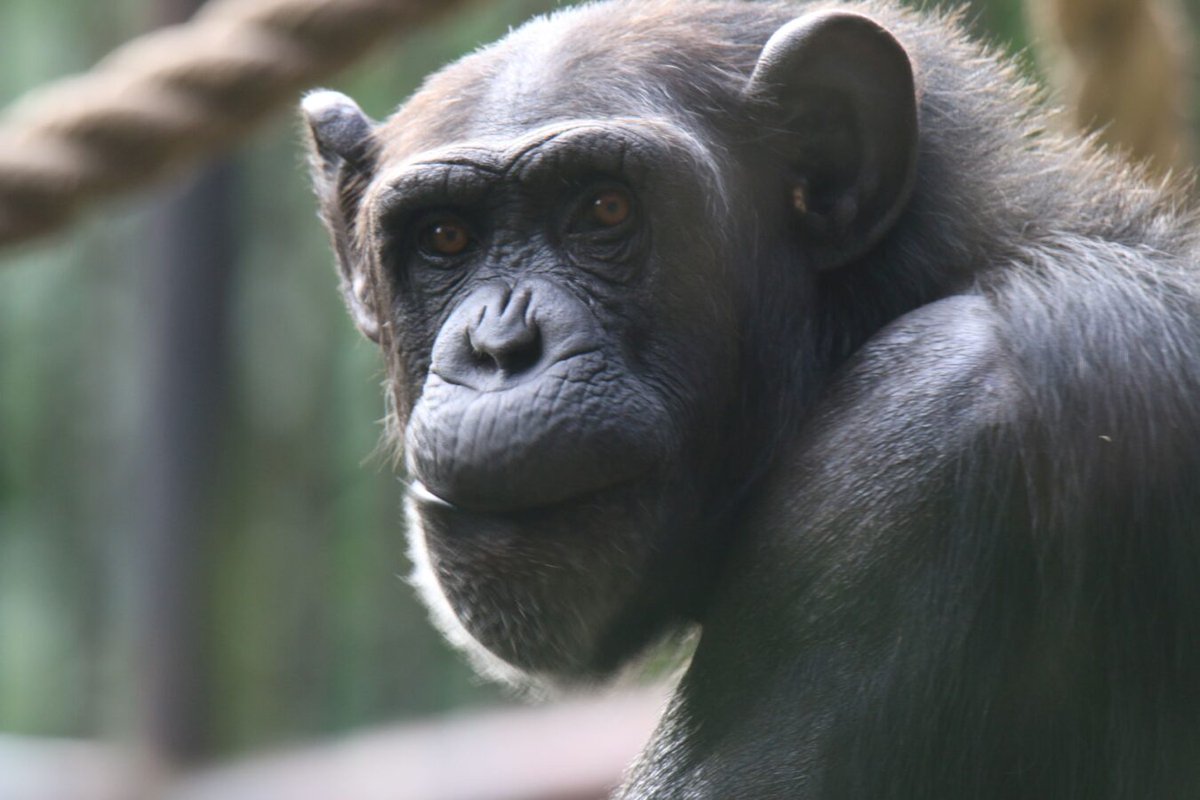 path0g3nix's tweet photo. @p0liniak Widziany w gdańskim ZOO https://t.co/xKgkt4yx6q
