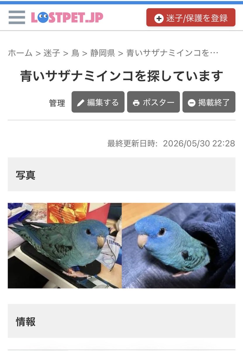 迷子のコザクラインコくぅちゃん tweet media