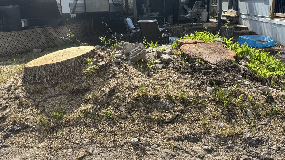 lightningstumps's tweet photo. Monday’s project. Grinding stumps to let them turn this mound into a parking spot. 

No idea how long it’ll take, so I priced (and won) it as a “day rate”. 

If it’s quick, I’ll spend time removing other stumps in the park. https://t.co/WukzPR61Kz