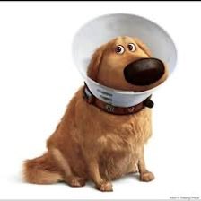maeveonrecord's tweet photo. Just seen a dog that looked almost identical to this. Cone and everything https://t.co/hFdG5YAVar