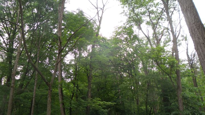 ElizabethSP96's tweet photo. Art of the Day! "Woods". Buy at: https://t.co/GYVwr710jQ https://t.co/z4Kt29tWaP