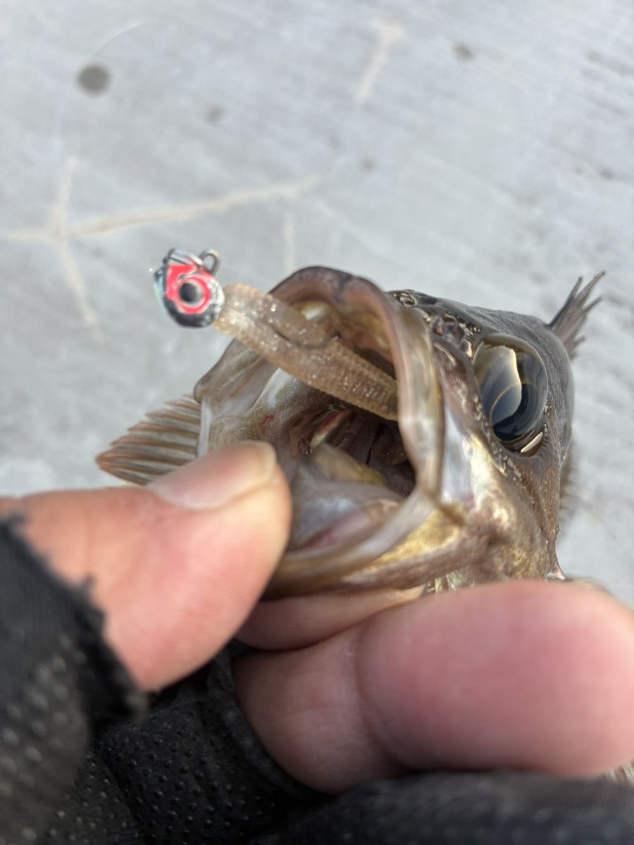 suusan_fishing's tweet photo. ビボシーワーム…釣れますね～😆🙌✨

#ビボシーゼロステイル https://t.co/Nffx76A8up