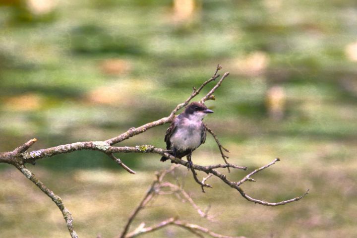 ibgbeauty's tweet photo. Art of the Day! "Peaceful Eastern King Bird". Buy at: https://t.co/1nSA7bPp9K https://t.co/E3mH6vDmmh