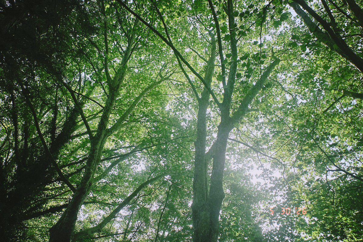 imepsd's tweet photo. j’ai pris en photo les arbres comme hirayama 🍃 https://t.co/mmPVDCb64s