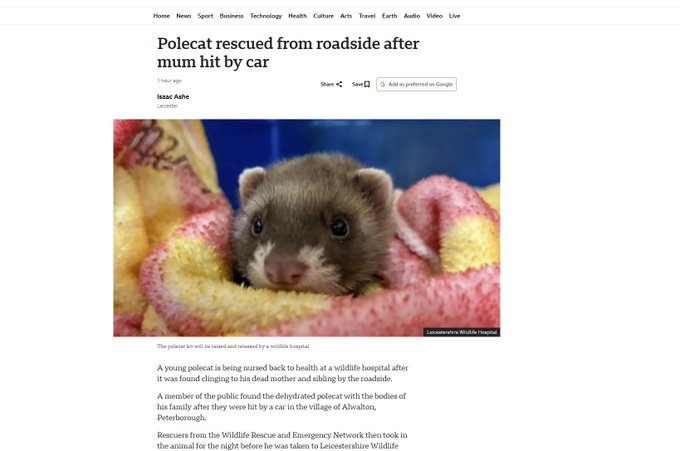 PUMPVENTFUN's tweet photo. This just happened an hour ago posted by BBC  

This Polecat got rescued after his mum was hit by a car and it refused to leave its mom's side even when people came to rescue him  

He almost starved to death, refusing to leave their side  

They are also very protected animals, they were brought on the brink of extinction in the UK  

Which makes it a very touching story   https://t.co/CXN4uXZNxw

THE NAME IS Lucky. PROOF:
https://t.co/khJnHlFFoP