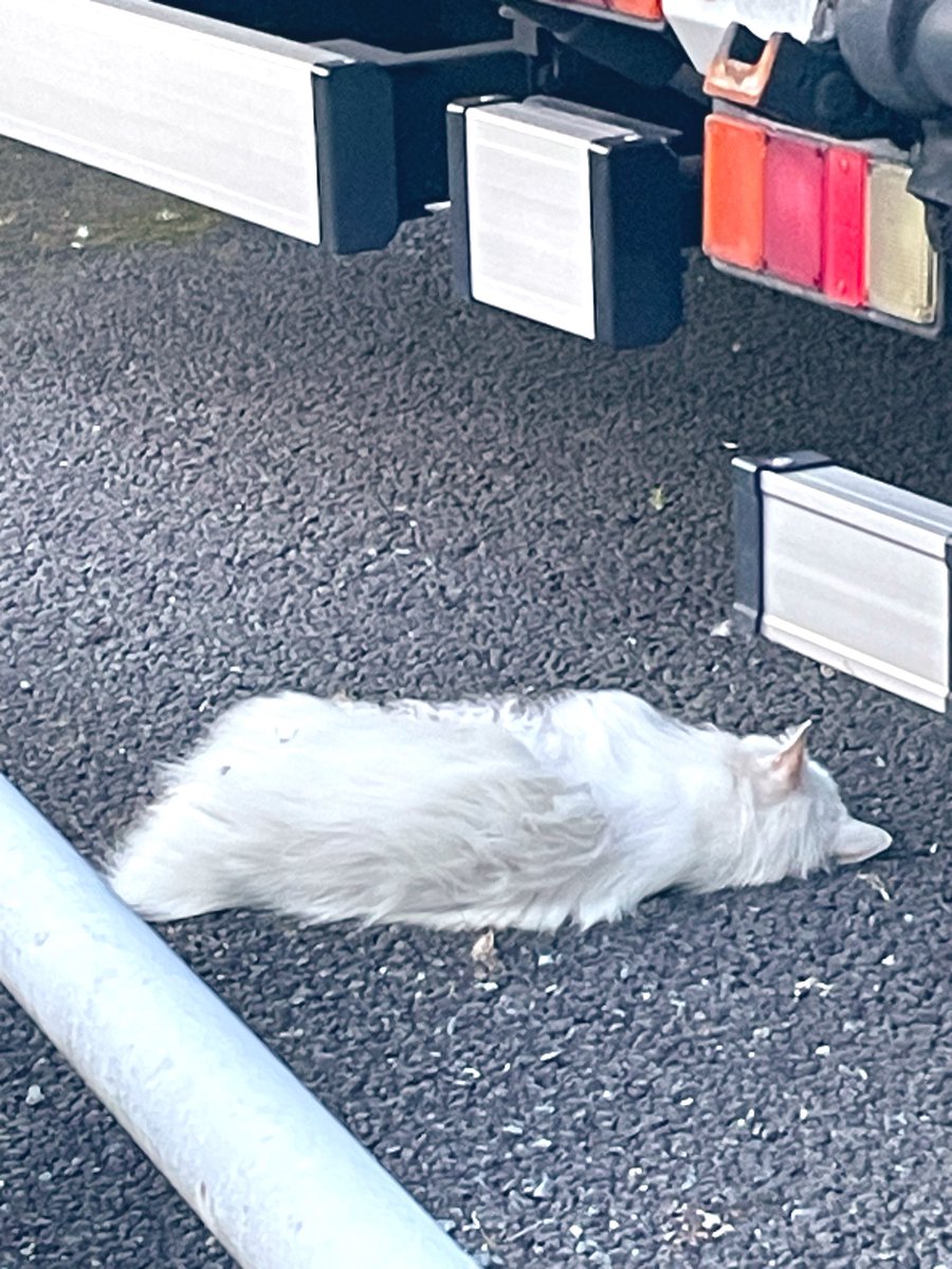 ーメルー tweet media