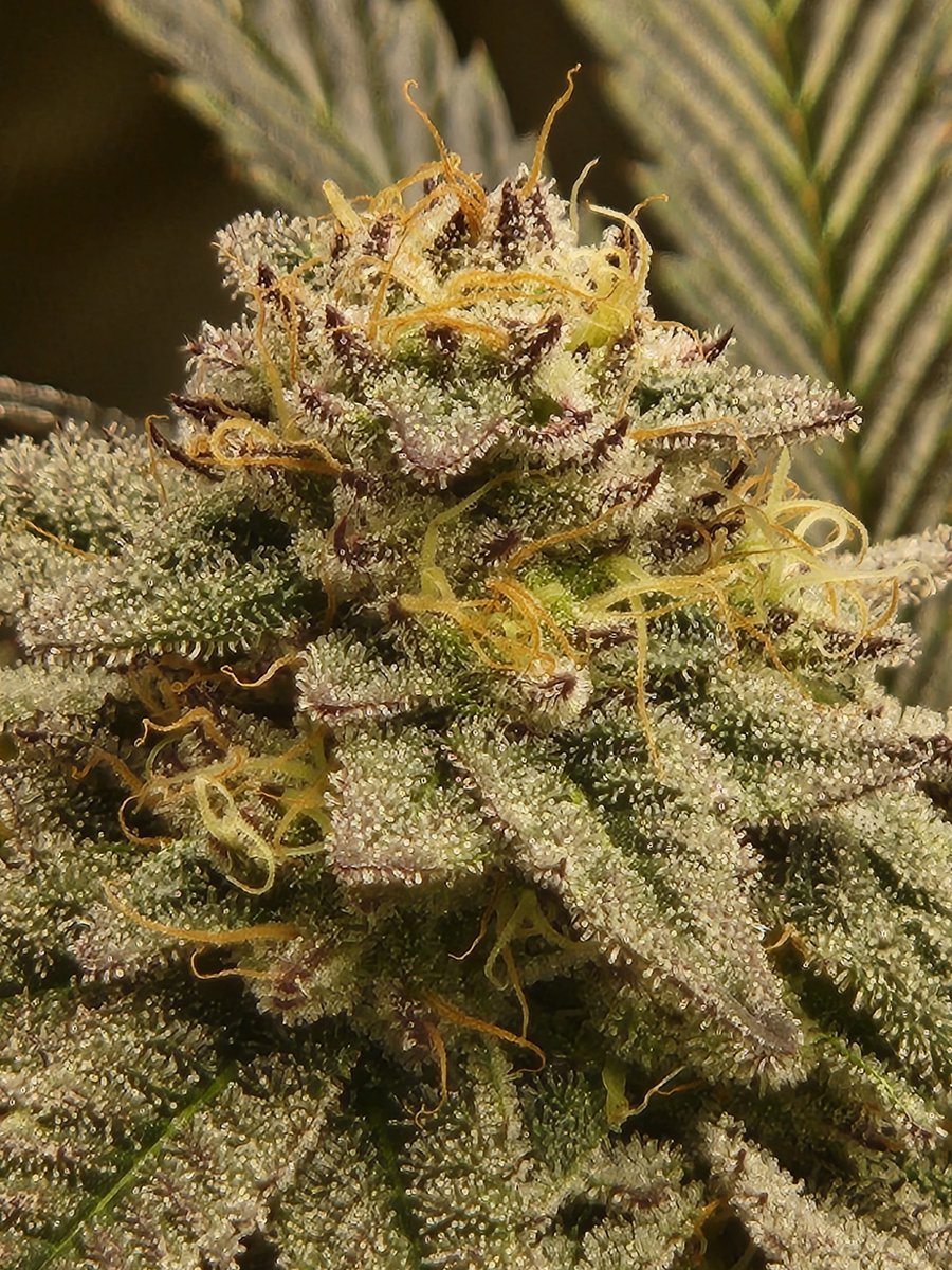the_hills420's tweet photo. Whats up growmies. Check out this tester of my own creation. 
Washer King clone (@lisamarie552 cut) x (Blue Cookie x 4-Way f2) both by @Genetics101va. That is a mouthful so ill be naming her soon. Shes tall but the buds look a lot like the WK, frosty and dense. Super happy! https://t.co/7aYnbToD6E