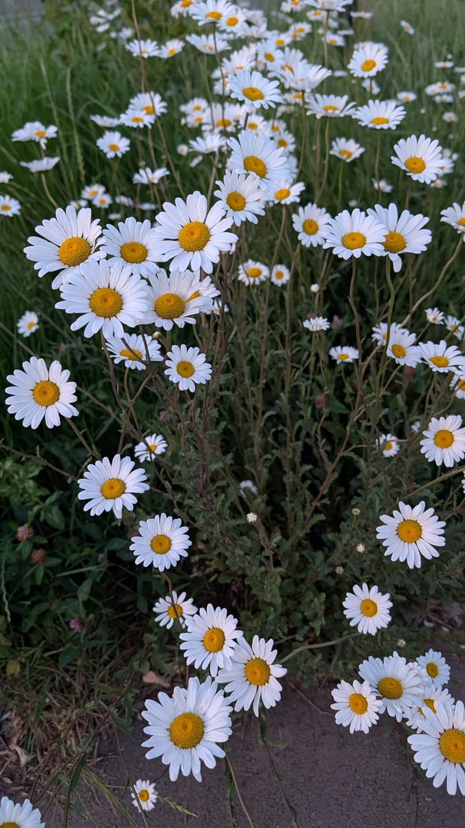 bakthisaran's tweet photo. இன்பத்தின் எல்லையோ....
இல்லையே இல்லையே..🎵♥️
#flowerTwitter #pixel10Pro #noFilter 
#whiteTwitter #roadsideClicks #RagavClicks https://t.co/DBzA1k49rQ