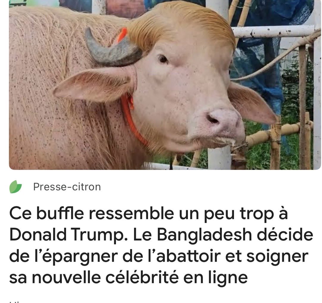 MarcFromager's tweet photo. J’avoue ! Ce buffle a quelque chose de trumpien ! Ce qui prouve, vu qu’il a été épargné, que tout le monde n’est pas contre #Trump https://t.co/n4wrVS3rOb