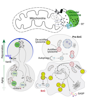 BioAI_Pharma's tweet photo. Mitochondria-lysosome coupling contributes to lysosome acidification and aging
https://t.co/XizXIP1isv
#Mitochondria #Longevity #lysosome #aging https://t.co/WuTdm8UDXd