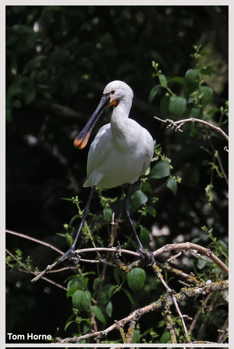 tomhorne1966's tweet photo. @teesbirds1 
A visit to Rossmere Park today to see the Spoonbills. https://t.co/6XYgjBahq2