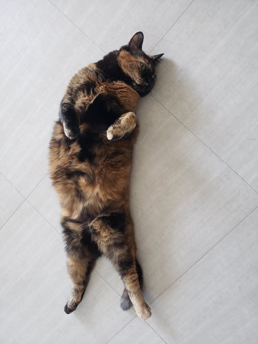 7Viper307's tweet photo. #サビ猫の日

霄ちゃん https://t.co/u5Xi3NRYDC