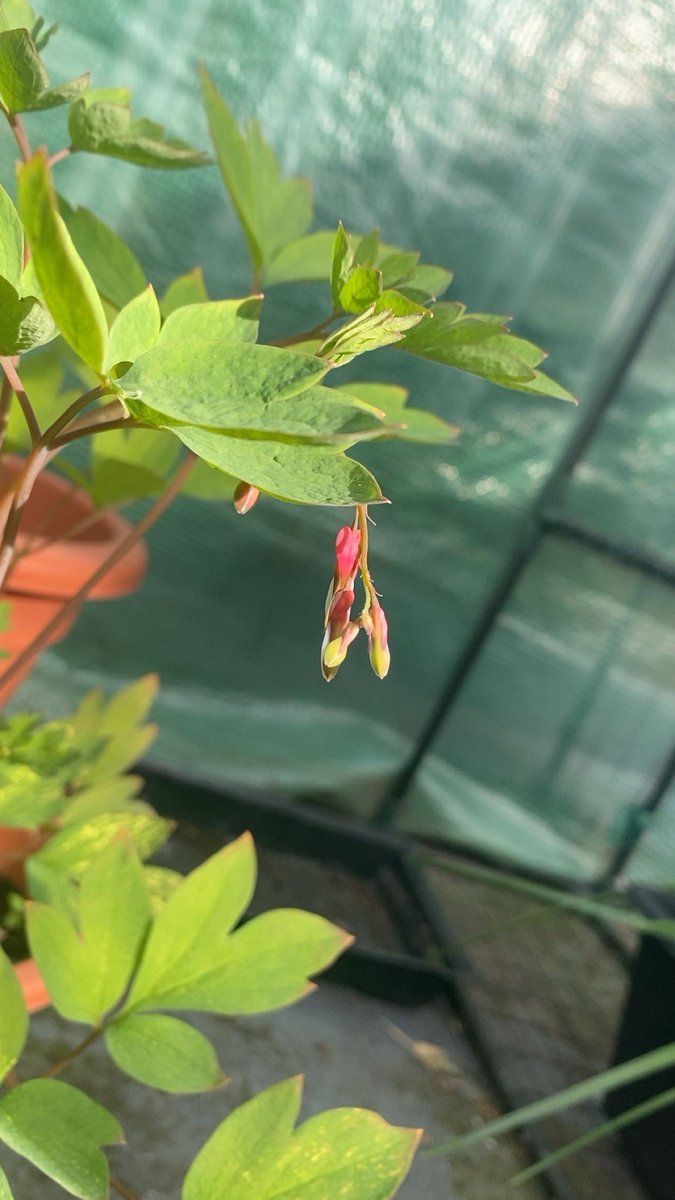 endermxns's tweet photo. my bleeding heart has gotten so big!!!! https://t.co/rgUNXhuDIO