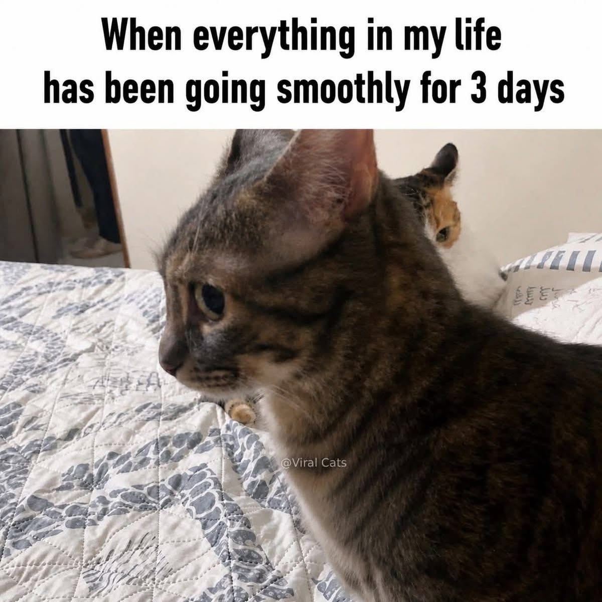 busymfpurr's tweet photo. https://t.co/xI2FvPwZTr