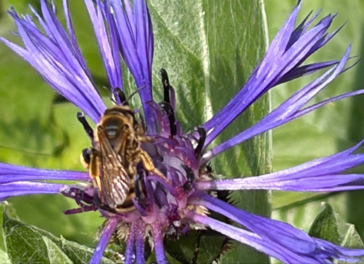 NorwaySkandin's tweet photo. #insects #Insekten #flower #Blumen #Wildbienen #garden #nature #Natur #bees
Eine Gelbbindige #Furchenbiene #Halictus scabiosae (?) sitzt auf einer Blüte von Flockenblume und ist auf der Suche nach Pollen. https://t.co/Wgt1yCftKn