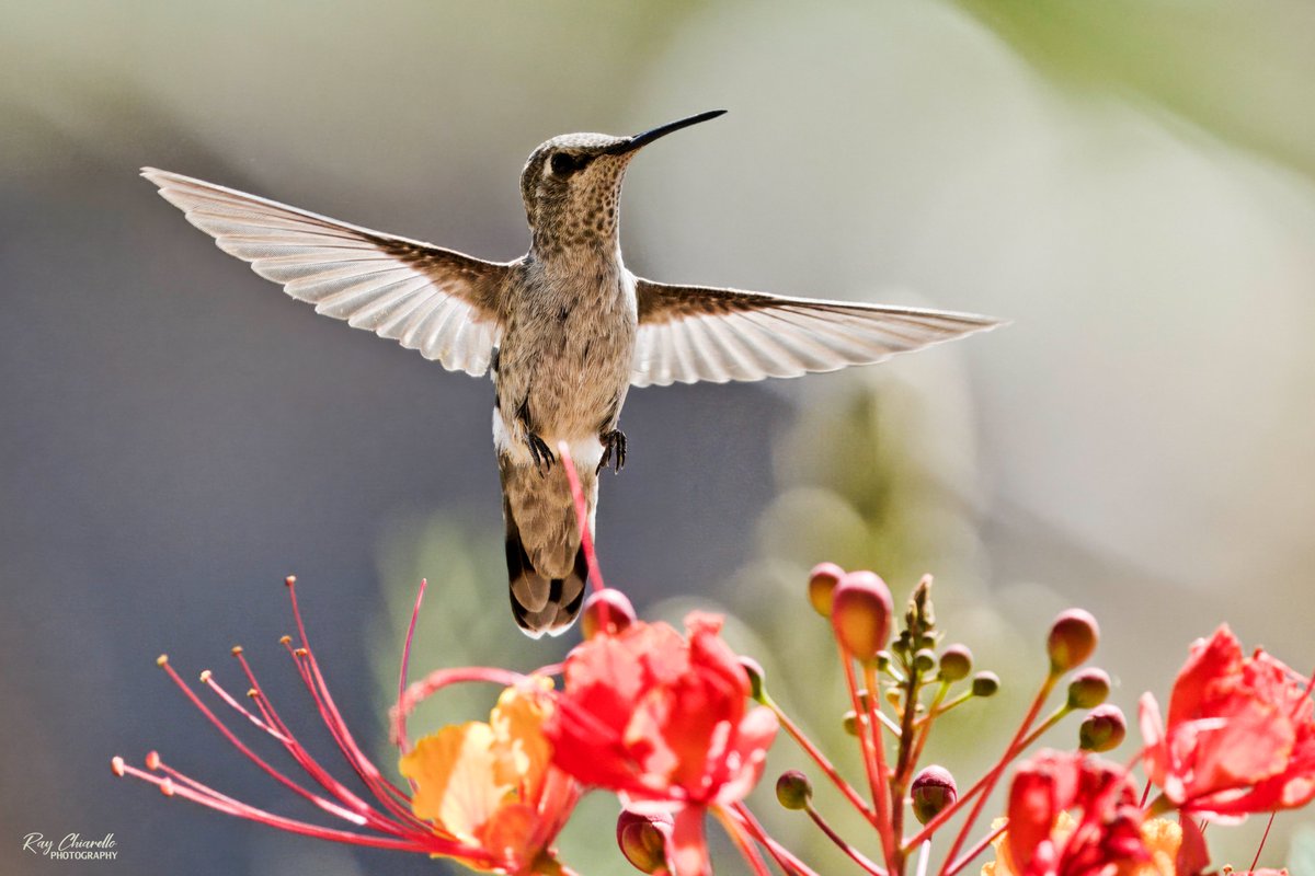 raychiarello's tweet photo. Anna's Hummingbird in my backyard this morning.
#MyBirdPic #Birding #BackyardBirding #BirdTwitter #ElPaso #Texas https://t.co/swhhANjgIx