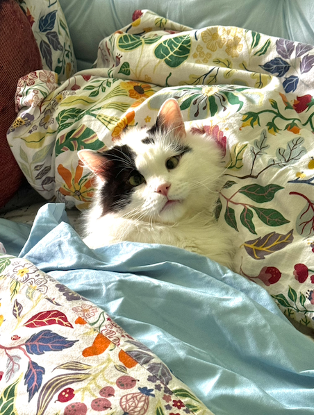 itslittletunny's tweet photo. Every night, for the whole night, he chooses to sleep right besides me with his head on the pillow like a people. Just thought maybe you'd like to know, wanted to keep you in the loop. https://t.co/Ky8kVVoiCr
