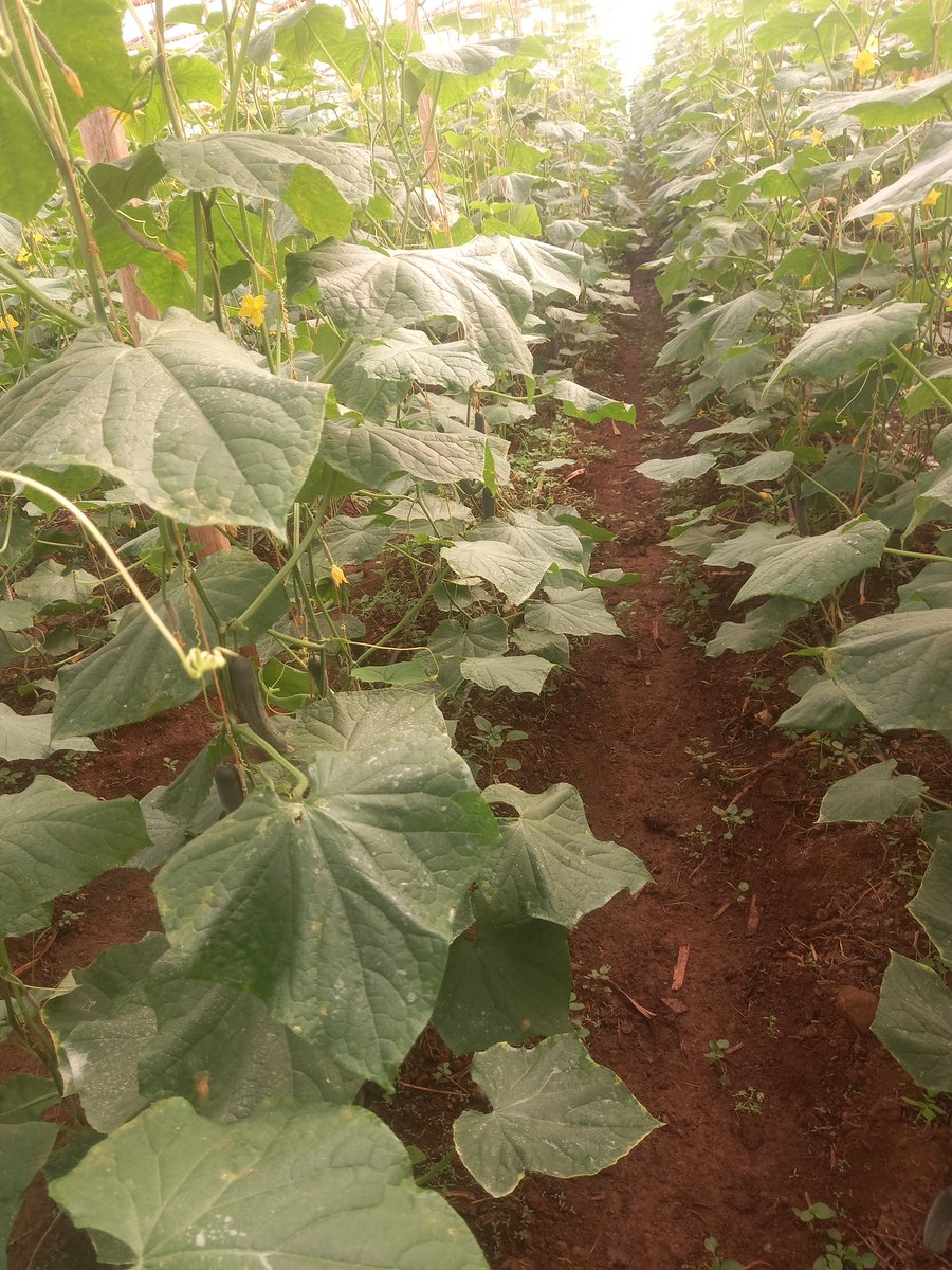 Duhinge1's tweet photo. Dukomeje gusarura Cocomble muri  @Duhinge1  umusaruro urashimishije @RwandaAgri Imihigo irakomeje https://t.co/Gts0Azlfir