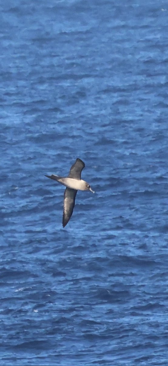 AllanConlin's tweet photo. Todays highlight was a Light mantled Sooty Albatross. Indian Yellow nosed Albatross , White chinned Petrel plus this 'interesting' dark capped , heavy billed  Pterodroma' .??  Thoughts welcome. 🇿🇦 https://t.co/xSzjor157a