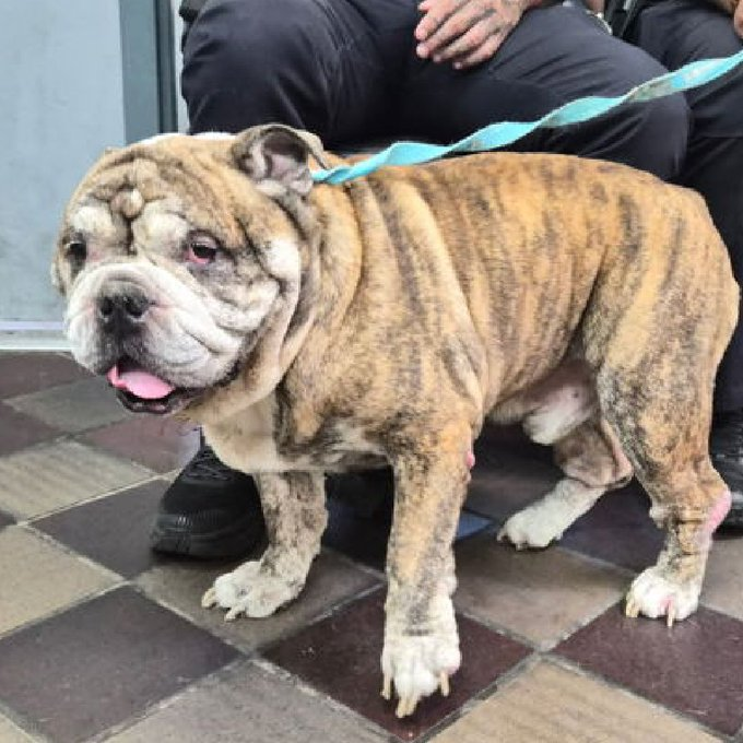 notthesameone2's tweet photo. 🚨 Last call 9-y/o Rocky, now under kill command. Came in a stray just days ago &amp; already listed for being nervous/ defensive &amp; tugging lead into his kennel when staff try to leash him for walks. Has BOAS &amp; ear infection. https://t.co/tQe8rHhgWn