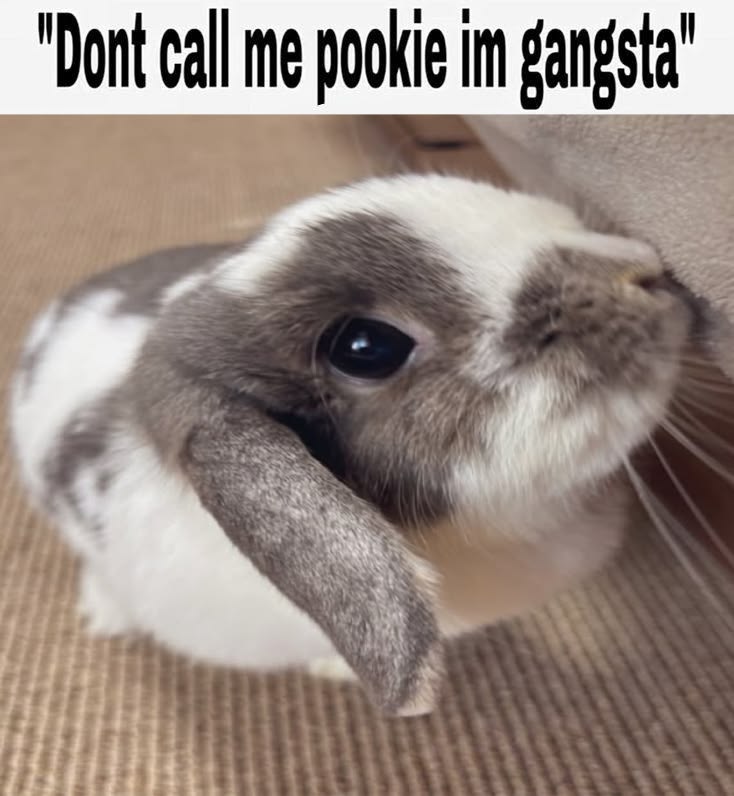animalpopular9's tweet photo. Don't call me pookie im gangsta. https://t.co/TWQyhMBeCu