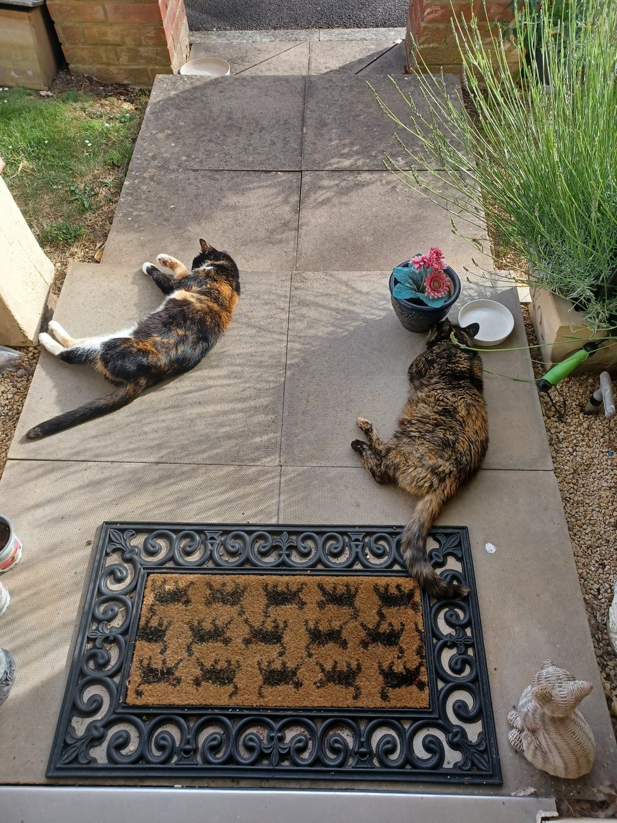 leo181711's tweet photo. The only time they can tolerate being near each other is when it's too bloody hot for them to fight π€£π€£ #PhoebeCat #FreyaCat πΊπ±π https://t.co/IDGSQgik6i