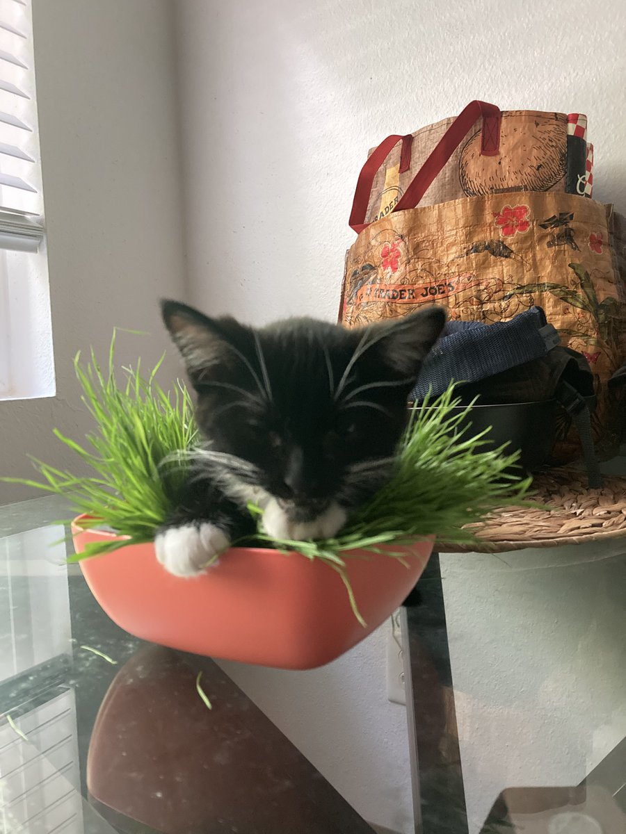 StewStunner's tweet photo. Just when I got into cats Jackson Galaxy gets into juicing. It’s ok, I can be a #catdaddy . Meet Marvel and Mystique our 12 week old adopted twins. #kittens https://t.co/sVcQtygTox